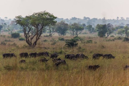 Téléchargez les photos : Buffles africains (Syncerus caffer) dans le parc national des chutes Murchison, Ouganda - en image libre de droit