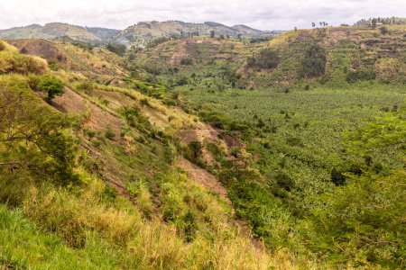 Photo for Banana plantation in the crater lakes region near Fort Portal, Uganda - Royalty Free Image