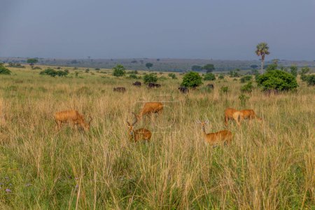 Foto de Lelwel Hartebeest (Alcelaphus buselaphus lelwel) y búfalos africanos (Syncerus caffer) en el parque nacional Murchison Falls, Uganda - Imagen libre de derechos