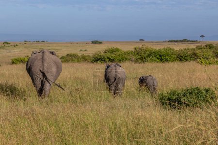 Téléchargez les photos : Éléphants dans la réserve nationale Masai Mara, Kenya - en image libre de droit
