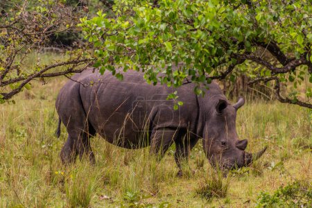 Photo for Southern white rhinoceros (Ceratotherium simum simum) in Ziwa Rhino Sanctuary, Uganda - Royalty Free Image