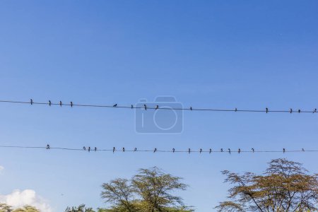 Photo for Barn Swallows (Hirundo rustica) on wires near Naivasha lake, Kenya - Royalty Free Image