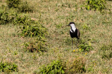 Téléchargez les photos : Vanneau à ailes droites (Vanellus spinosus) près du lac Naivasha, au Kenya - en image libre de droit