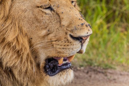 Téléchargez les photos : Tête de lion couverte de mouches dans la réserve nationale du Masai Mara, Kenya - en image libre de droit