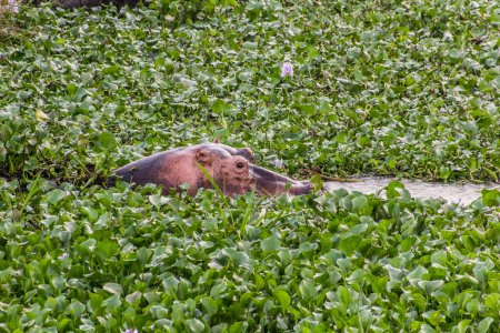 Foto de Hipopótamo en el parque nacional Murchison Falls, Uganda - Imagen libre de derechos