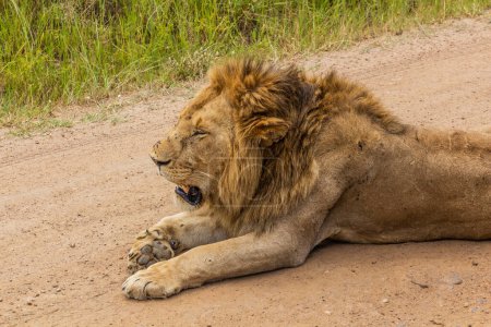 Photo for Lion in Masai Mara National Reserve, Kenya - Royalty Free Image
