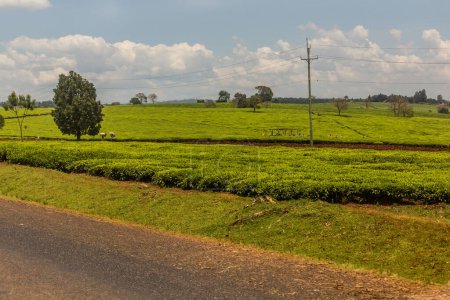 Téléchargez les photos : Plantations de thé près de Kericho, Kenya - en image libre de droit