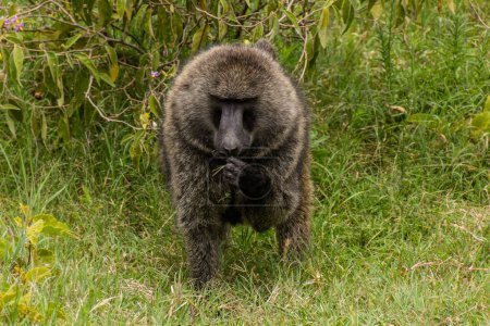 Photo for Olive Baboon (Papio anubis) in the Hell's Gate National Park, Kenya - Royalty Free Image