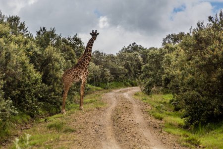 Photo for Giraffe in the Hell's Gate National Park, Kenya - Royalty Free Image