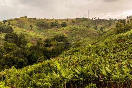 Photo for Banana plantations in the crater lakes region near Fort Portal, Uganda - Royalty Free Image