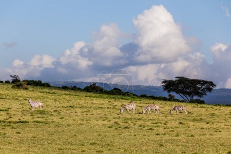 Téléchargez les photos : Zèbres de Burchell (Equus quagga burchellii) au sanctuaire de gibier de Crescent Island sur le lac Naivasha, Kenya - en image libre de droit