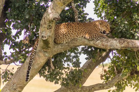 Foto de Leopardo en un árbol en la Reserva Nacional Masai Mara, Kenia - Imagen libre de derechos
