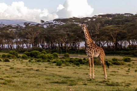 Téléchargez les photos : Girafe Masai (Giraffa tippelskirchi) au sanctuaire de gibier de Crescent Island sur le lac Naivasha, Kenya - en image libre de droit