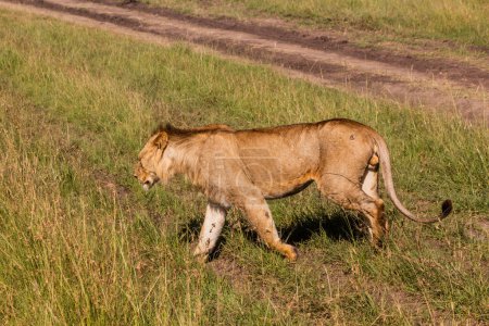 Téléchargez les photos : Lion dans la réserve nationale du Masai Mara, Kenya - en image libre de droit