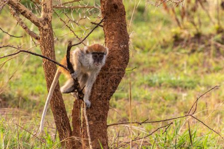 Photo for Patas monkey (Erythrocebus patas) in Murchison Falls national park, Uganda - Royalty Free Image