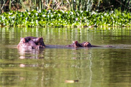 Téléchargez les photos : Hippopotame (Hippopotame amphibie) sur le lac Naivasha, Kenya - en image libre de droit