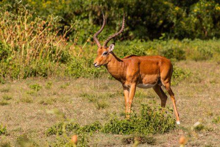 Foto de Impala (Aepyceros melampus) en Crescent Island Game Sanctuary en el lago Naivasha, Kenia - Imagen libre de derechos