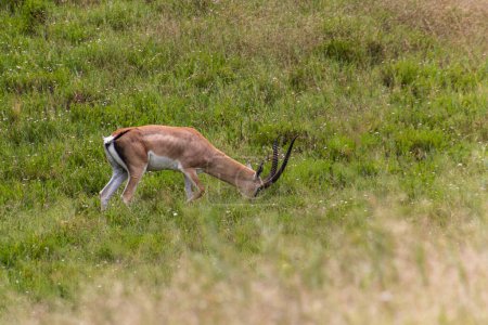 Téléchargez les photos : Gazelle de Southern Grant (Nanger granti) dans le parc national Hell's Gate, Kenya - en image libre de droit