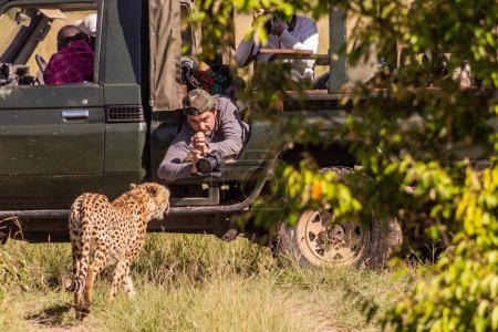 Téléchargez les photos : MASAI MARA, KENYA - 19 FÉVRIER 2020 : Photographe près d'un guépard dans la réserve nationale Masai Mara, Kenya - en image libre de droit