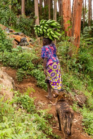 Foto de MONTE ELGON, UGANDA - 26 DE FEBRERO DE 2020: Mujer local llevando racimo de plátanos matoke cerca del Monte Elgon, Uganda - Imagen libre de derechos