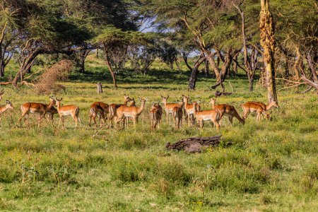 Photo for Impalas (Aepyceros melampus) at Crescent Island Game Sanctuary on Naivasha lake, Kenya - Royalty Free Image