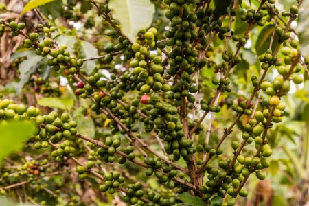 Téléchargez les photos : Vue d'une plante de café dans la région des lacs de cratère près de Fort Portal, Ouganda - en image libre de droit