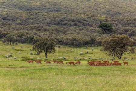 Photo for Impala (Aepyceros melampus) in the Hell's Gate National Park, Kenya - Royalty Free Image