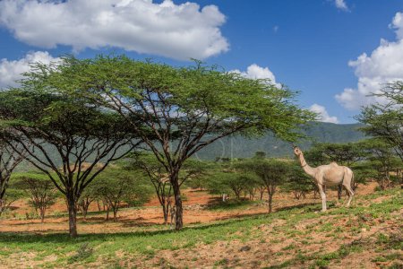 Téléchargez les photos : Chameau près du village de South Horr, Kenya - en image libre de droit