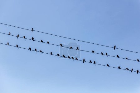 Photo for Barn Swallows (Hirundo rustica) on wires near Naivasha lake, Keny - Royalty Free Image