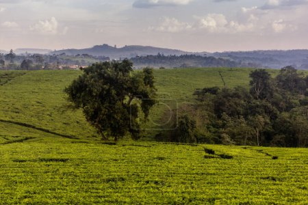 Téléchargez les photos : Plantations de thé près de Fort Portal, Ouganda - en image libre de droit