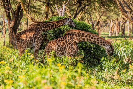 Téléchargez les photos : Girafes Masai (Giraffa tippelskirchi) à Crescent Island Game Sanctuary sur le lac Naivasha, Kenya - en image libre de droit