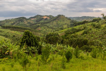 Téléchargez les photos : Paysage rural luxuriant de la région des lacs de cratère près de Fort Portal, Ouganda - en image libre de droit