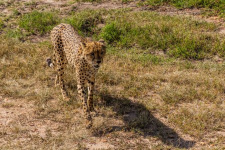 Foto de Cheetah en la Reserva Nacional Masai Mara, Kenia - Imagen libre de derechos