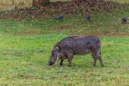 Téléchargez les photos : Phacochoerus africanus massaicus dans le sanctuaire Ziwa Rhino, Ouganda - en image libre de droit