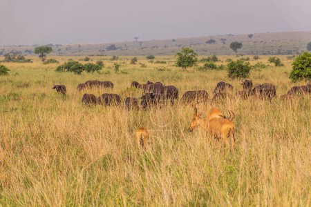 Foto de Lelwel Hartebeest (Alcelaphus buselaphus lelwel) y búfalos africanos (Syncerus caffer) en el parque nacional Murchison Falls, Uganda - Imagen libre de derechos