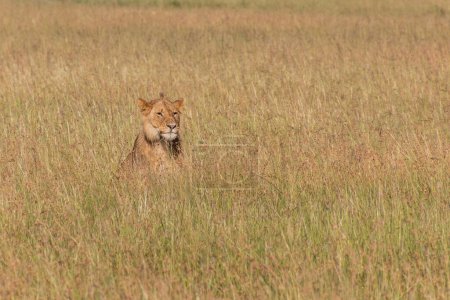 Téléchargez les photos : Lion dans la réserve nationale du Masai Mara, Kenya - en image libre de droit
