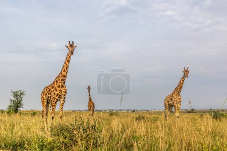 Photo for Giraffes in Murchison Falls national park, Uganda - Royalty Free Image