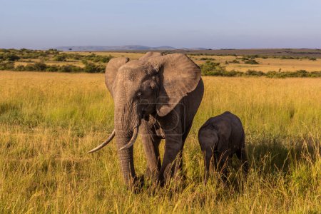 Téléchargez les photos : Éléphants dans la réserve nationale Masai Mara, Kenya - en image libre de droit