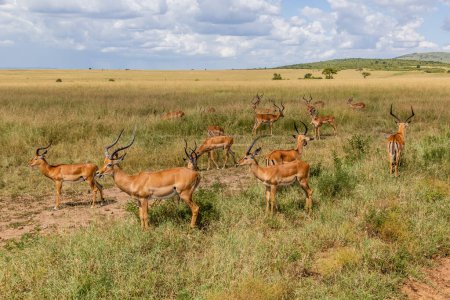 Foto de Impalas (Aepyceros melampus) en la Reserva Nacional Masai Mara, Kenia - Imagen libre de derechos