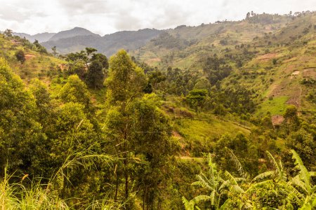 Téléchargez les photos : Paysage luxuriant près du village de Kilembe, Ouganda - en image libre de droit