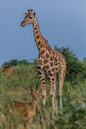 Foto de Jirafa en Murchison cae Parque Nacional, Uganda - Imagen libre de derechos