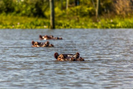 Téléchargez les photos : Hippopotame (Hippopotame amphibie) sur le lac Naivasha, Kenya - en image libre de droit