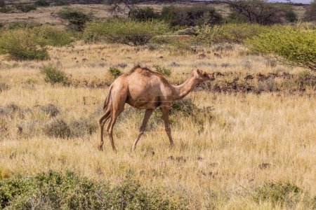 Téléchargez les photos : Chameau près de Marsabit, Kenya - en image libre de droit