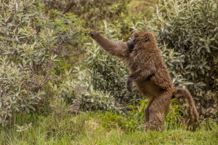 Téléchargez les photos : Tabouret d'olivier (Papio anubis) dans le parc national Hell's Gate, Kenya - en image libre de droit