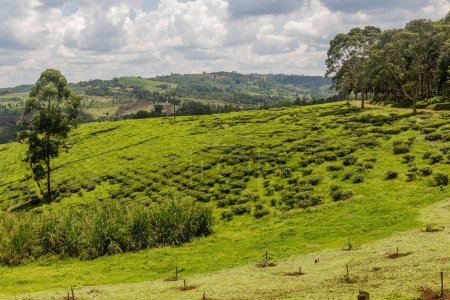 Foto de Plantaciones de té cerca de la aldea Rweetera en la región de los lagos del cráter cerca de Fort Portal, Uganda - Imagen libre de derechos