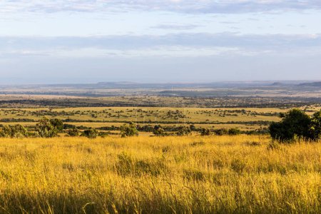 Téléchargez les photos : Paysage de la réserve nationale Masai Mara, Kenya - en image libre de droit