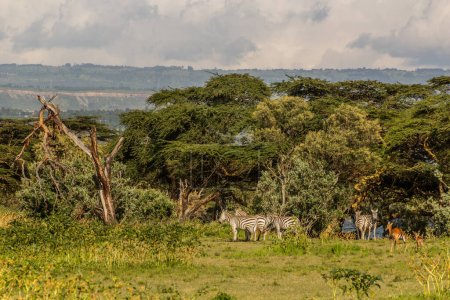 Photo for Burchell's zebras (Equus quagga burchellii) at Crescent Island Game Sanctuary on Naivasha lake, Kenya - Royalty Free Image
