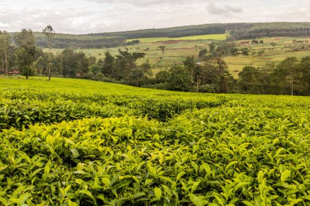 Foto de Plantaciones de té cerca de Kericho, Kenia - Imagen libre de derechos