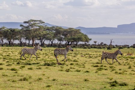 Photo for Burchell's zebras (Equus quagga burchellii) at Crescent Island Game Sanctuary on Naivasha lake, Kenya - Royalty Free Image