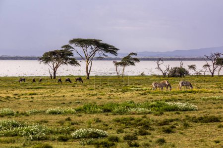 Foto de Wildebeest y cebras en Crescent Island Game Sanctuary en el lago Naivasha, Kenia - Imagen libre de derechos